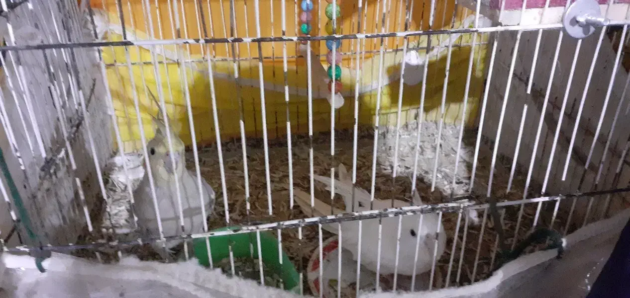 ۲عدد عروس هلندی|پرنده|تربت جام, جامرود|دیوار