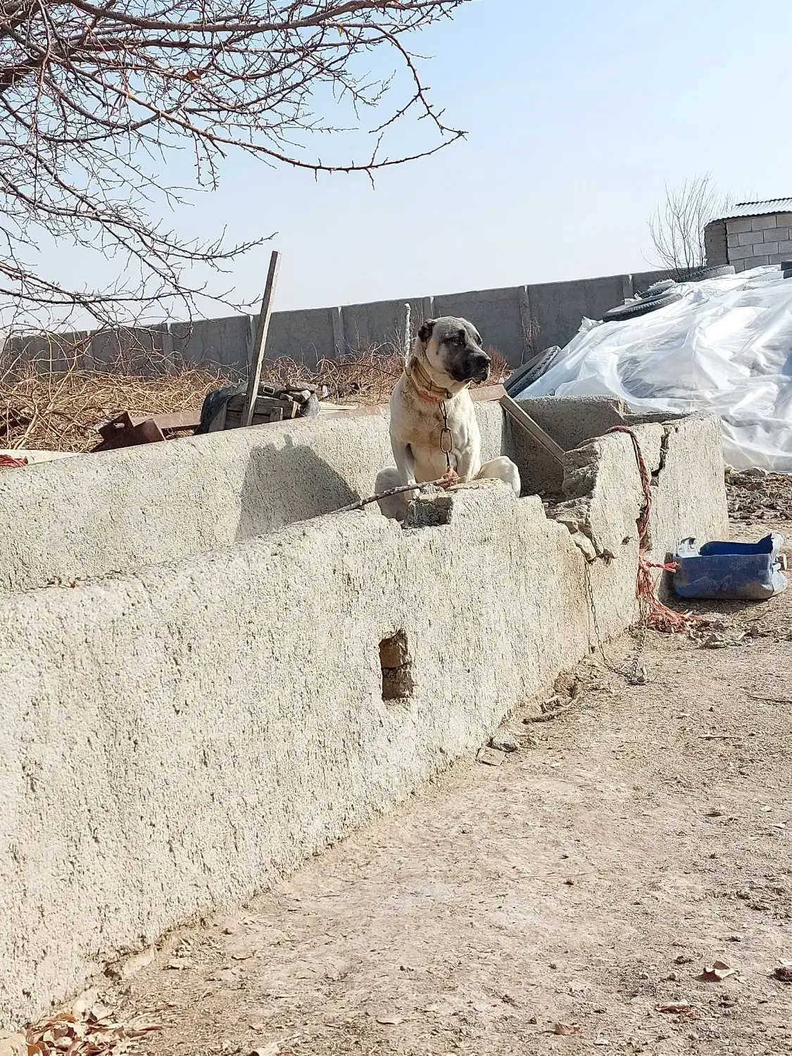 سگ سرابی|سگ|سردرود, |دیوار