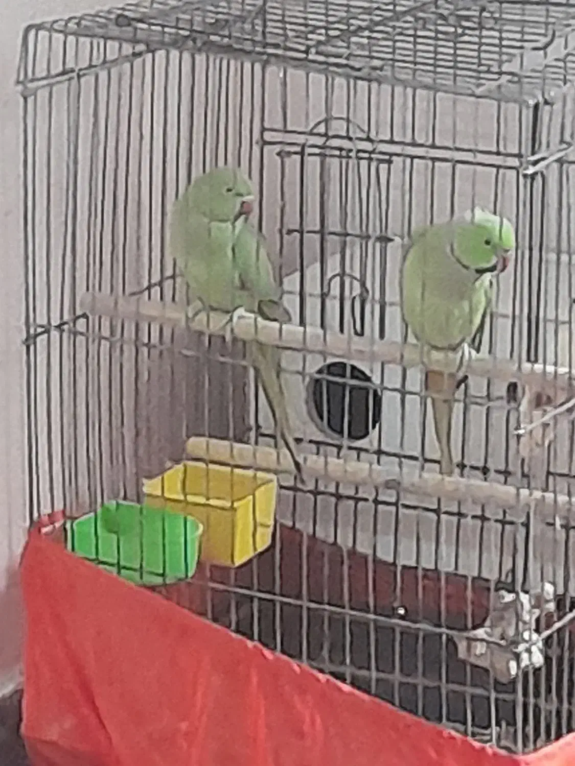 طوطی ملنگو|پرنده|بندر امام خمینی, |دیوار