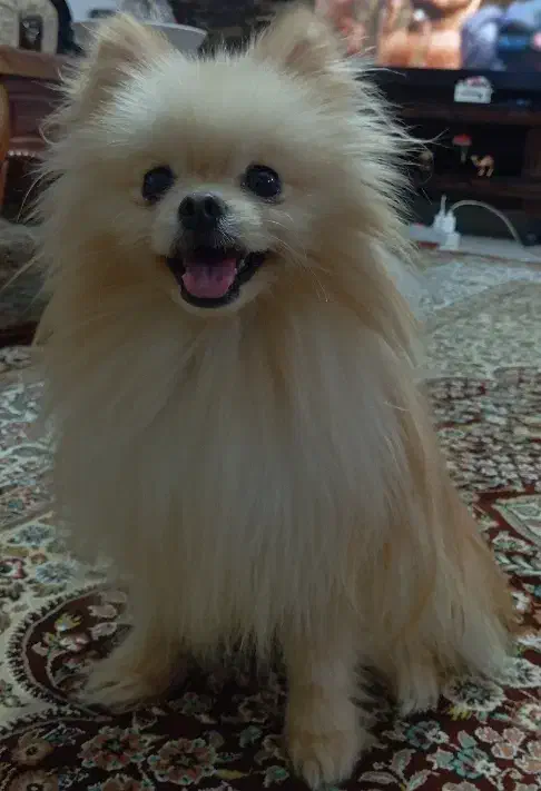 پامر خرسی|سگ|قم, پردیسان|دیوار