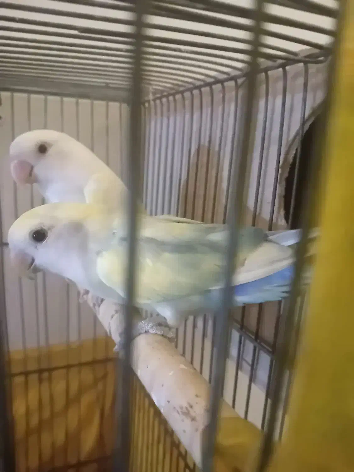 عروس کوتوله|پرنده|مشهد, نیزه|دیوار