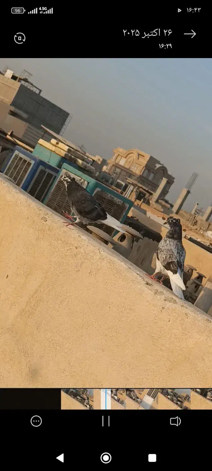 جوجه گمشده|پرنده|اسلامشهر, مظفریه|دیوار