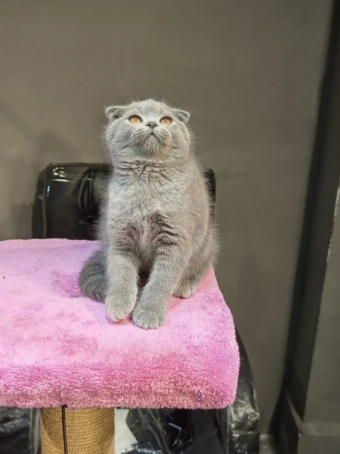 بچه گربه اسکاتیش ماده بلو|گربه|تهران, تهرانسر مرکزی|دیوار