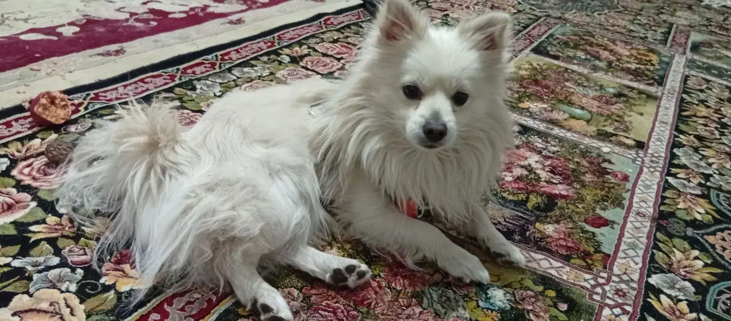 سگ شیتزوپارمین|سگ|خرمدره, |دیوار