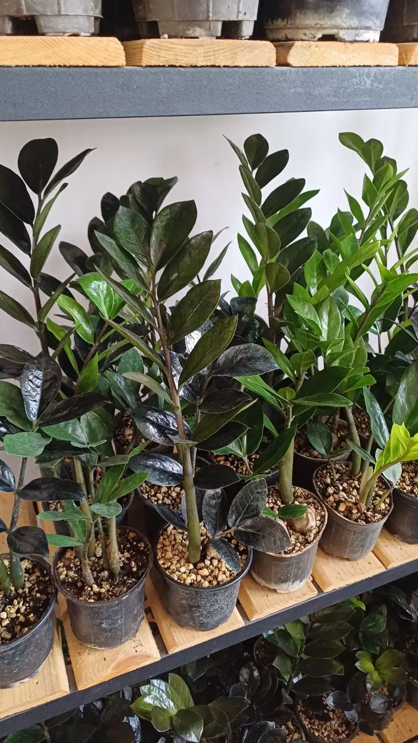 فروش گل طبیعی|گل و گیاه طبیعی|شیروان (خراسان), |دیوار