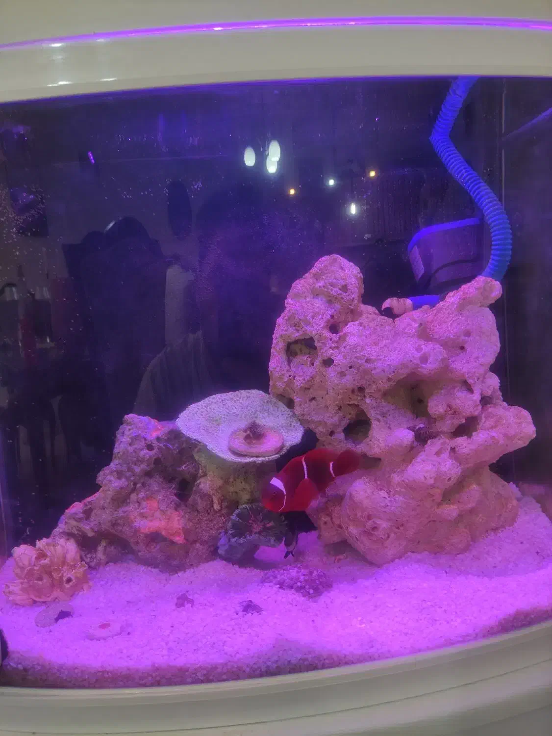 اکواریوم ابشور کامل با ماهی|ماهی|شیراز, ریشمک|دیوار