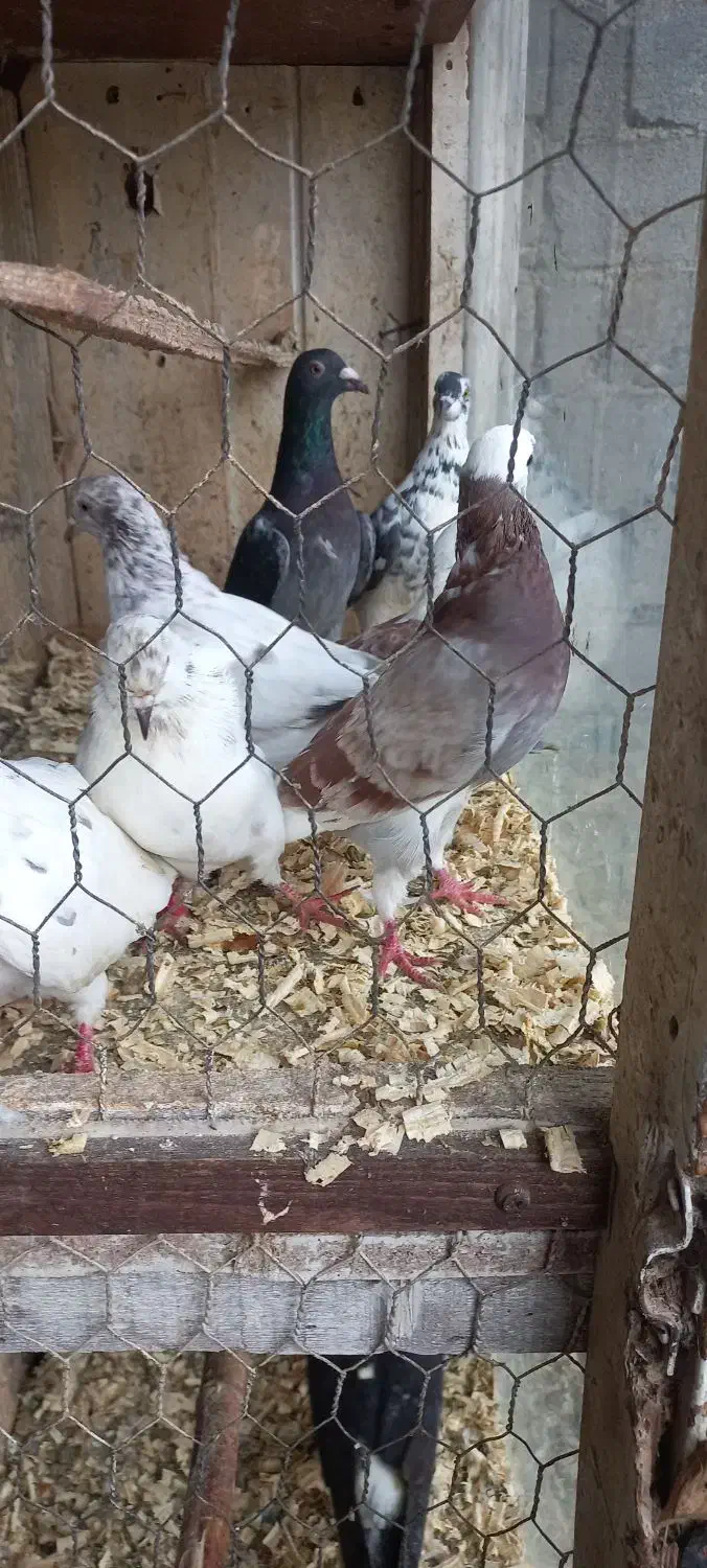 کبوتر کفتر پرشی و زینتی|پرنده|رویان, |دیوار