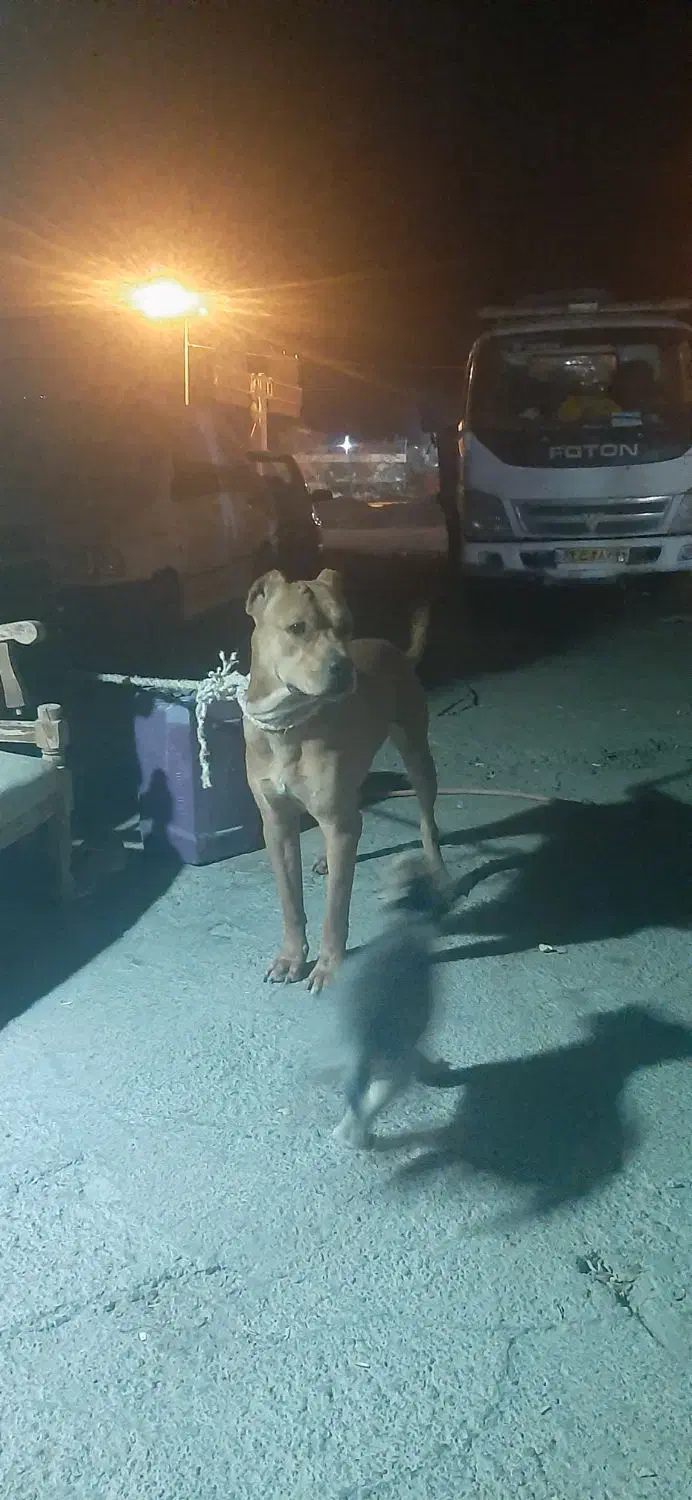 سگ پیت بول|سگ|تهران, شهرک امام خمینی|دیوار