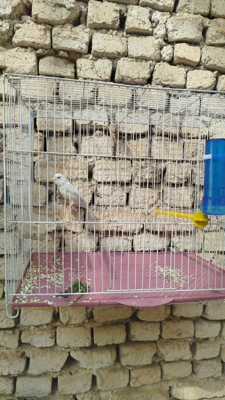 قناری  نر شلاقی و دوتا ماده|پرنده|خمینی‌شهر, |دیوار