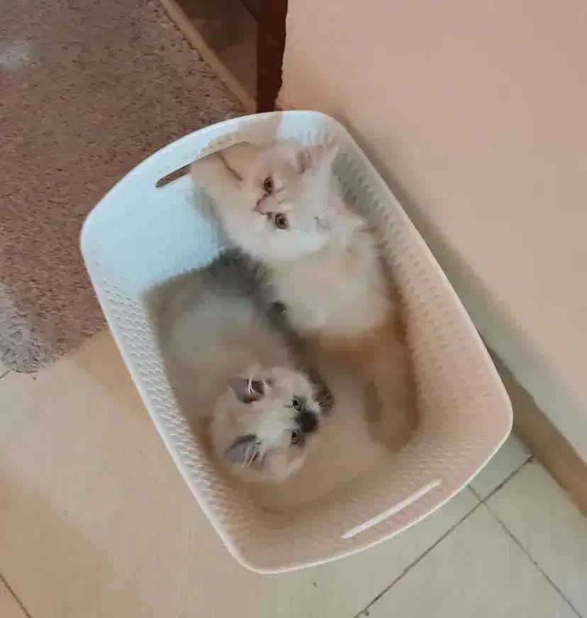 معاوضه ی گربه پرشین با سگ پامر خرسی|گربه|کرمانشاه, |دیوار