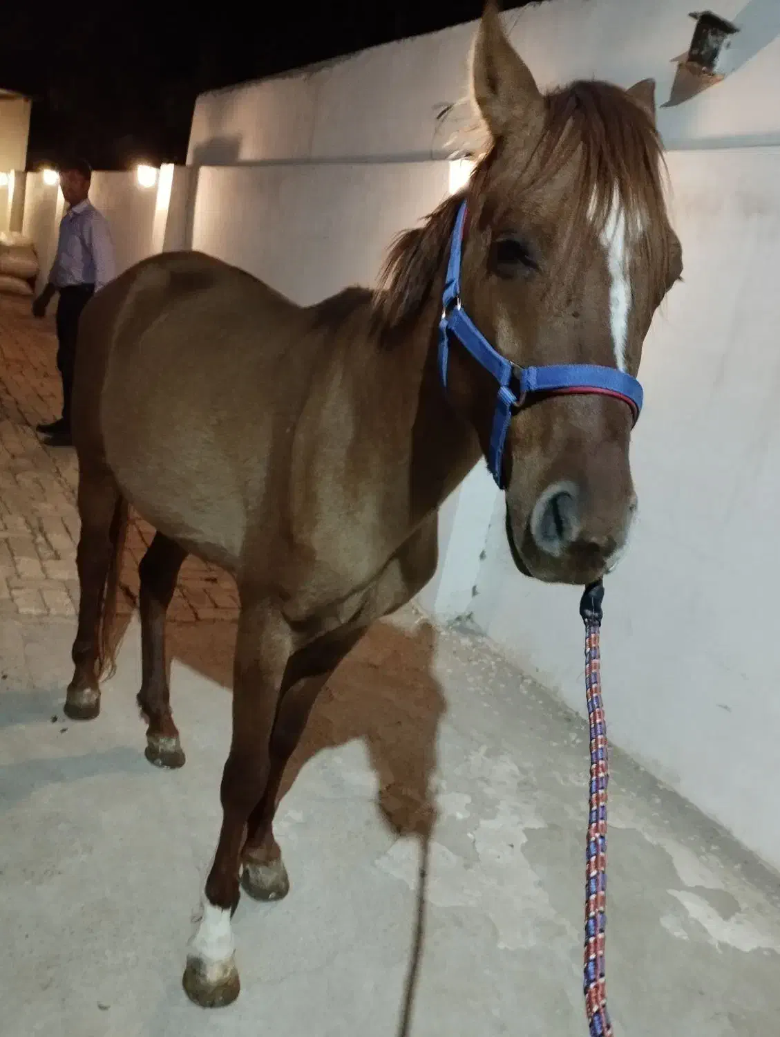 اسب ترکمن پرشی|اسب و تجهیزات اسب‌سواری|خرمدره, |دیوار