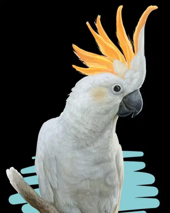 خرید و فروش  ۲۴ ساعته پرنده زینتی|پرنده|بندرعباس, |دیوار