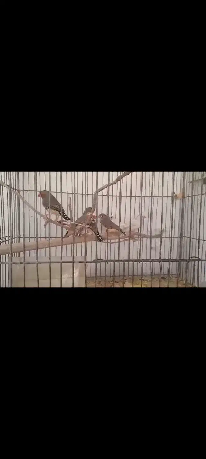 فروش عروس هلندی و فنج|پرنده|شهرضا, |دیوار