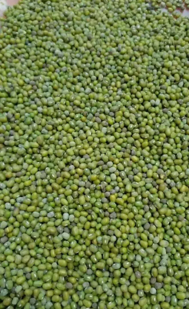 ماش بوجار شده|خوردنی و آشامیدنی|قم, دانشگاه قم|دیوار