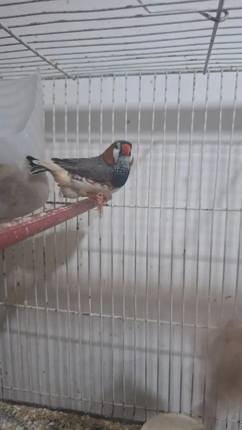 فنچ کینگ|پرنده|مشهد, رده|دیوار