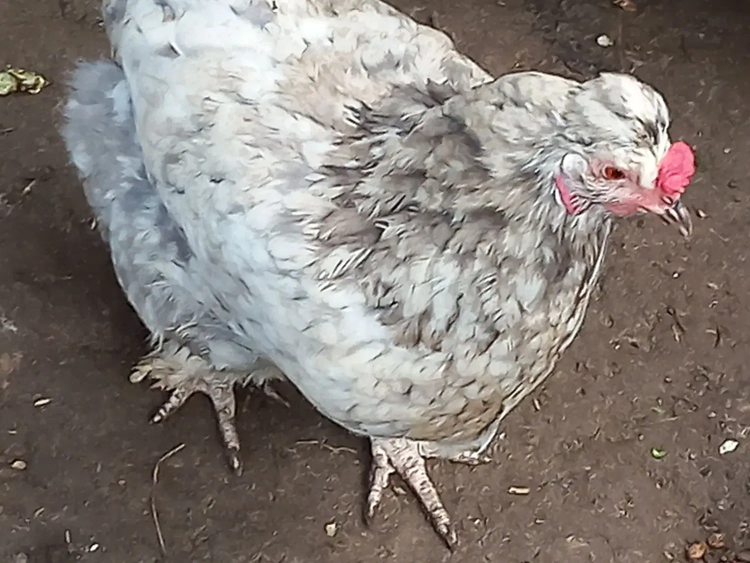 تخم نطفه دار پاپر ریشو کاکلی|حیوانات مزرعه|رشت, پسیخان|دیوار