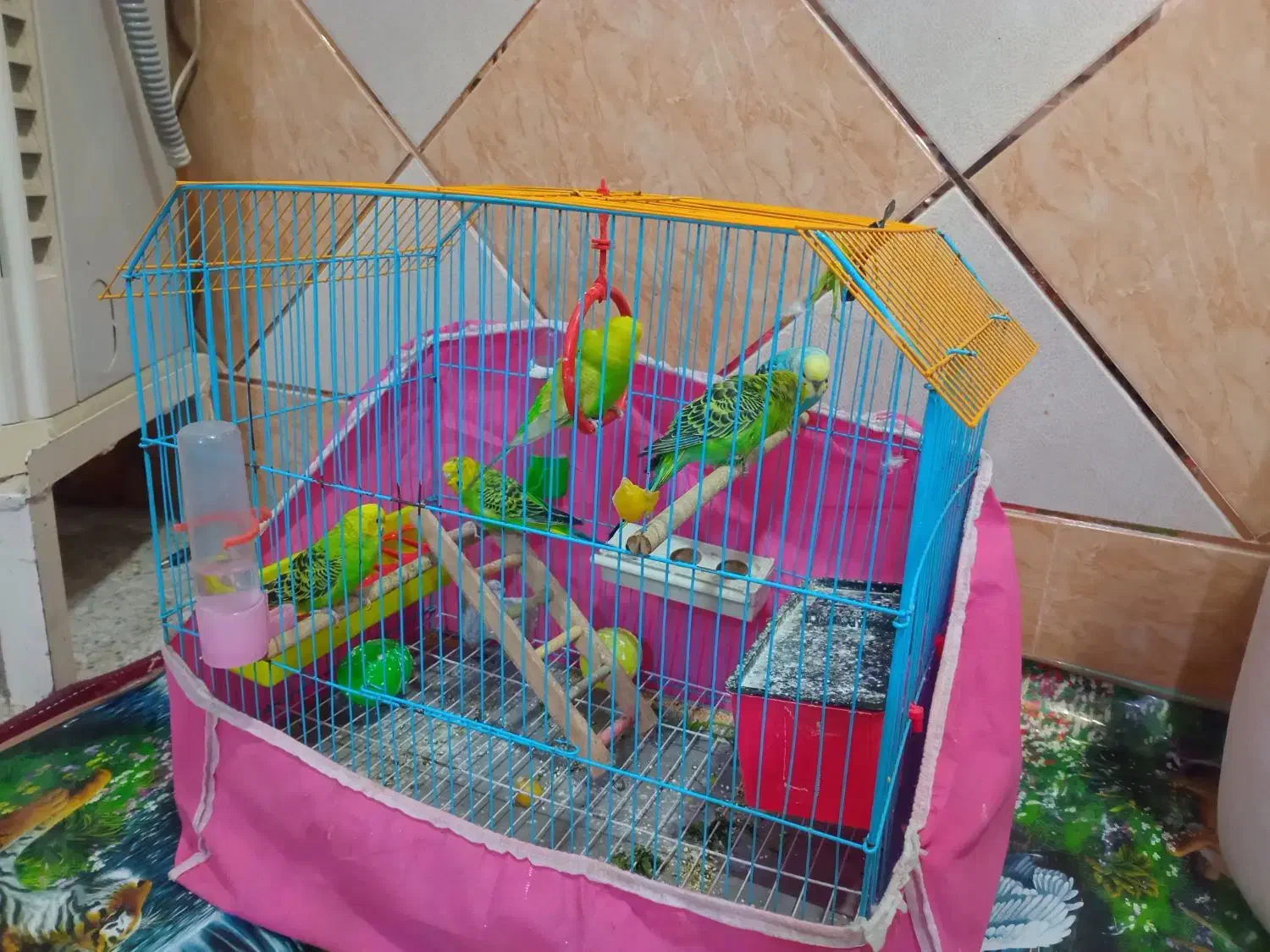 فروش مرغ عشق|پرنده|شادگان, |دیوار