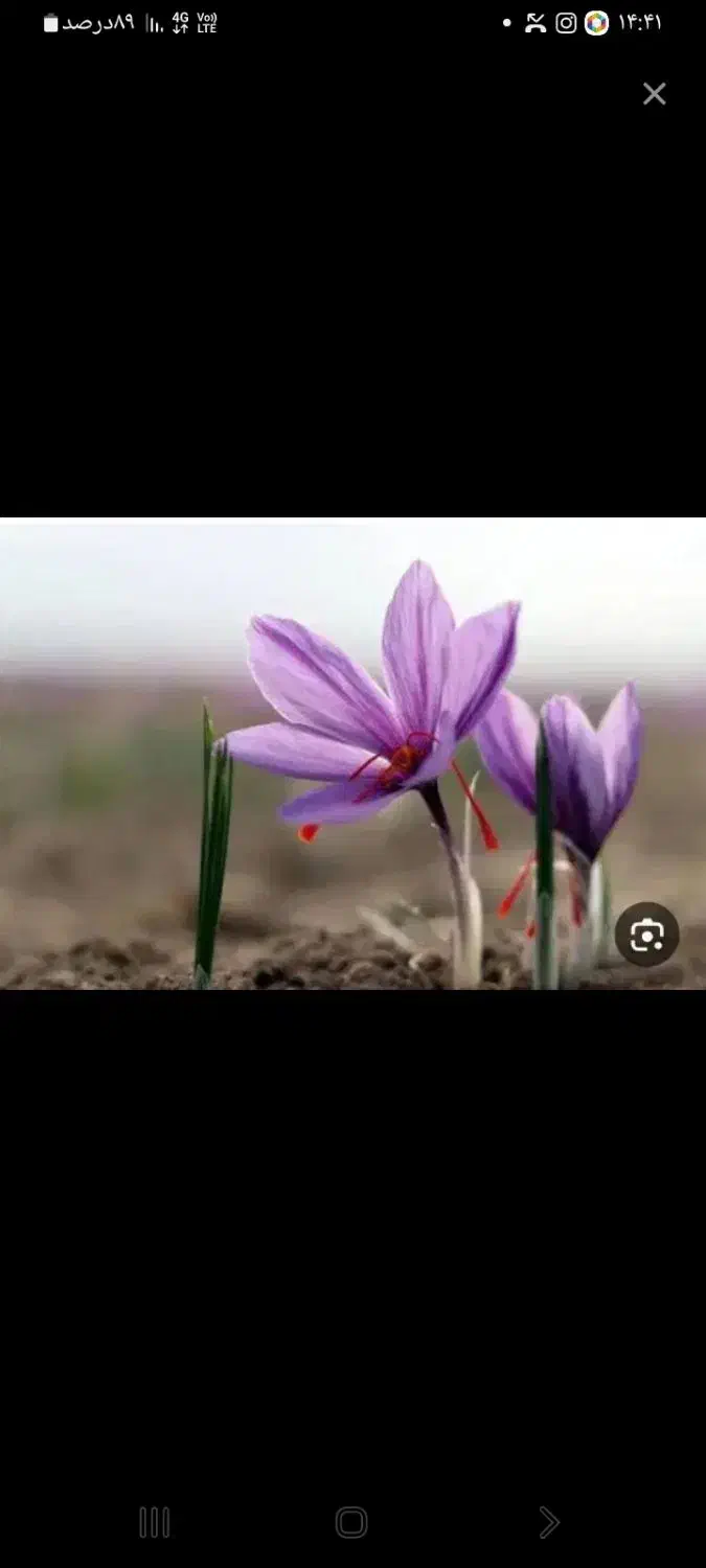 کارگر برای گلچینی زعفران هستیم. پنج نفر|خدمات باغبانی و درختکاری|تربت جام, شاد|دیوار