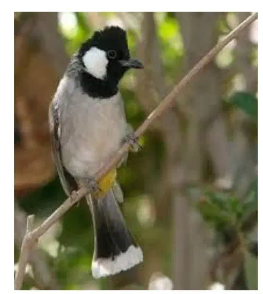 پرنده گوشی سفید|پرنده|بهبهان, |دیوار