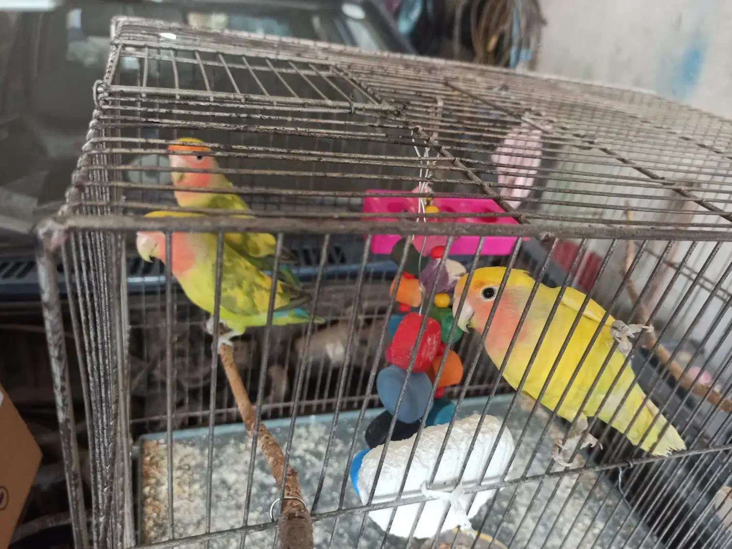 طوطی برزیلی|پرنده|اقبالیه, |دیوار