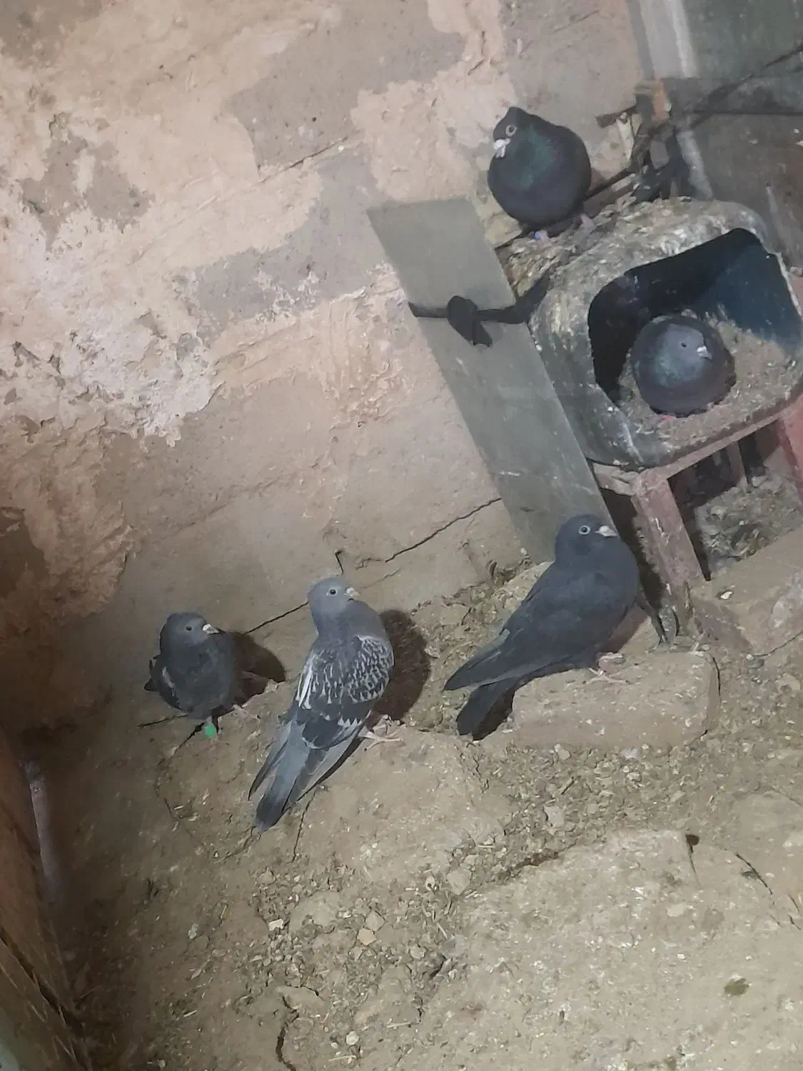 کبوتر|پرنده|صحنه, |دیوار