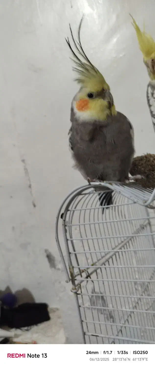 عروس هلندی|پرنده|خاش, |دیوار