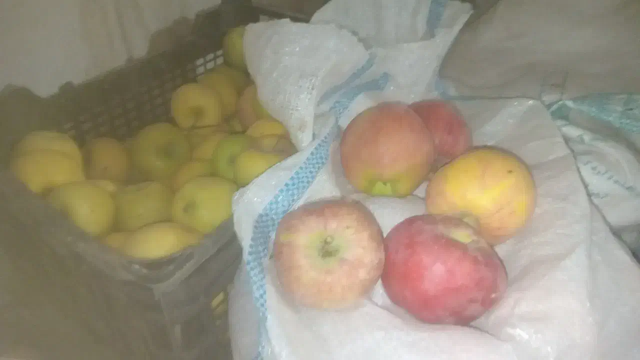 فروش عمده سیب درجه یک و دو|خوردنی و آشامیدنی|صائین قلعه, |دیوار