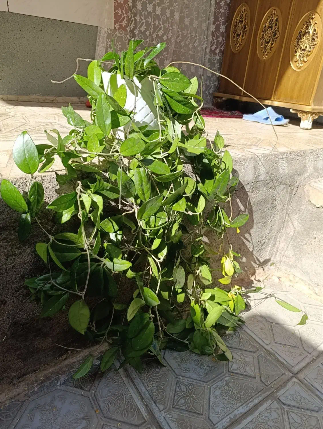 گل های شاداب|گل و گیاه طبیعی|مرند, |دیوار