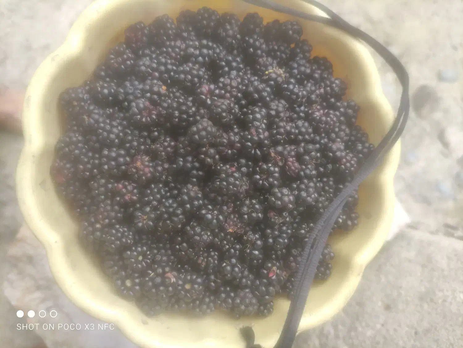 تمشک برای امروز|خوردنی و آشامیدنی|کردکوی, |دیوار