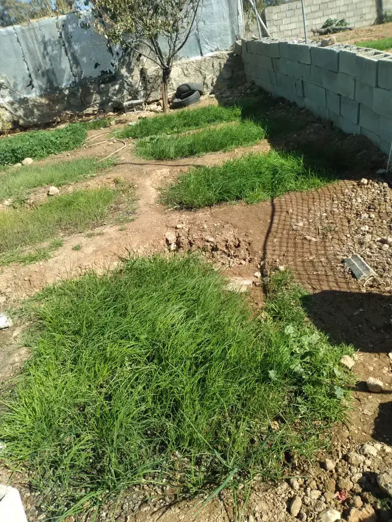 تیم پیاز|گل و گیاه طبیعی|چاروسا, |دیوار