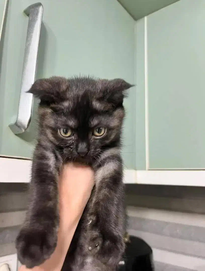 گربه اسکاتیش|گربه|بوشهر, |دیوار