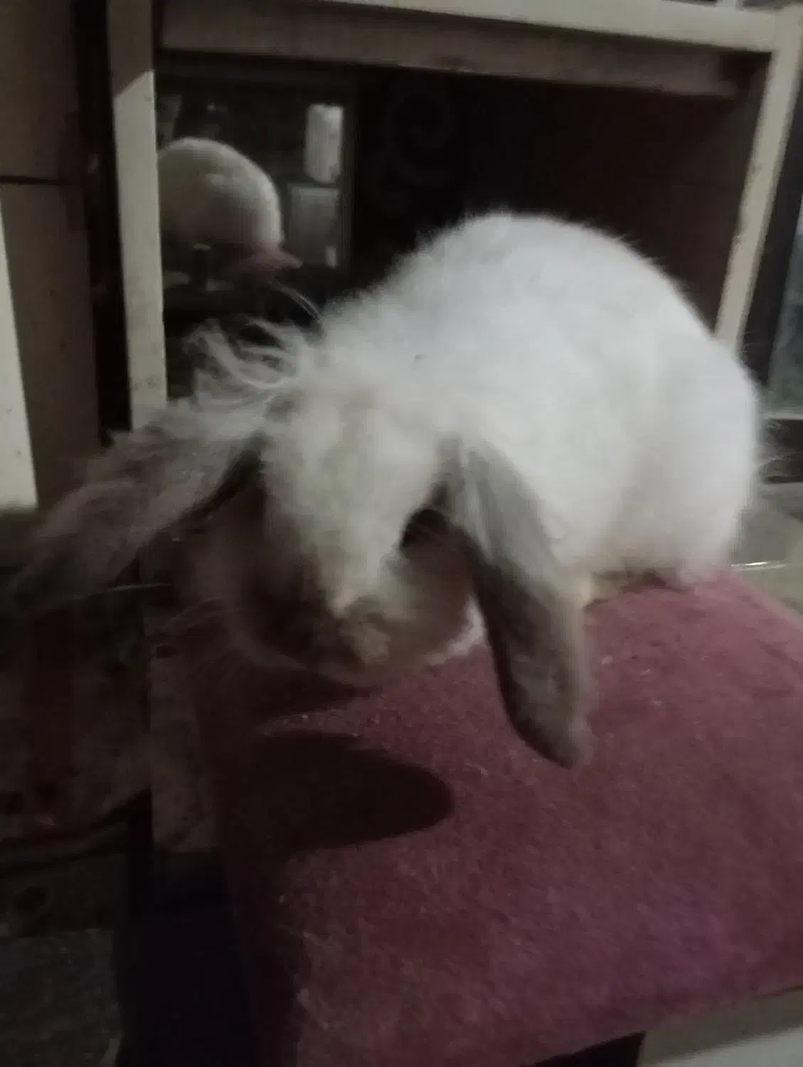 خرگوش لوپ|موش و خرگوش|سرخرود, |دیوار