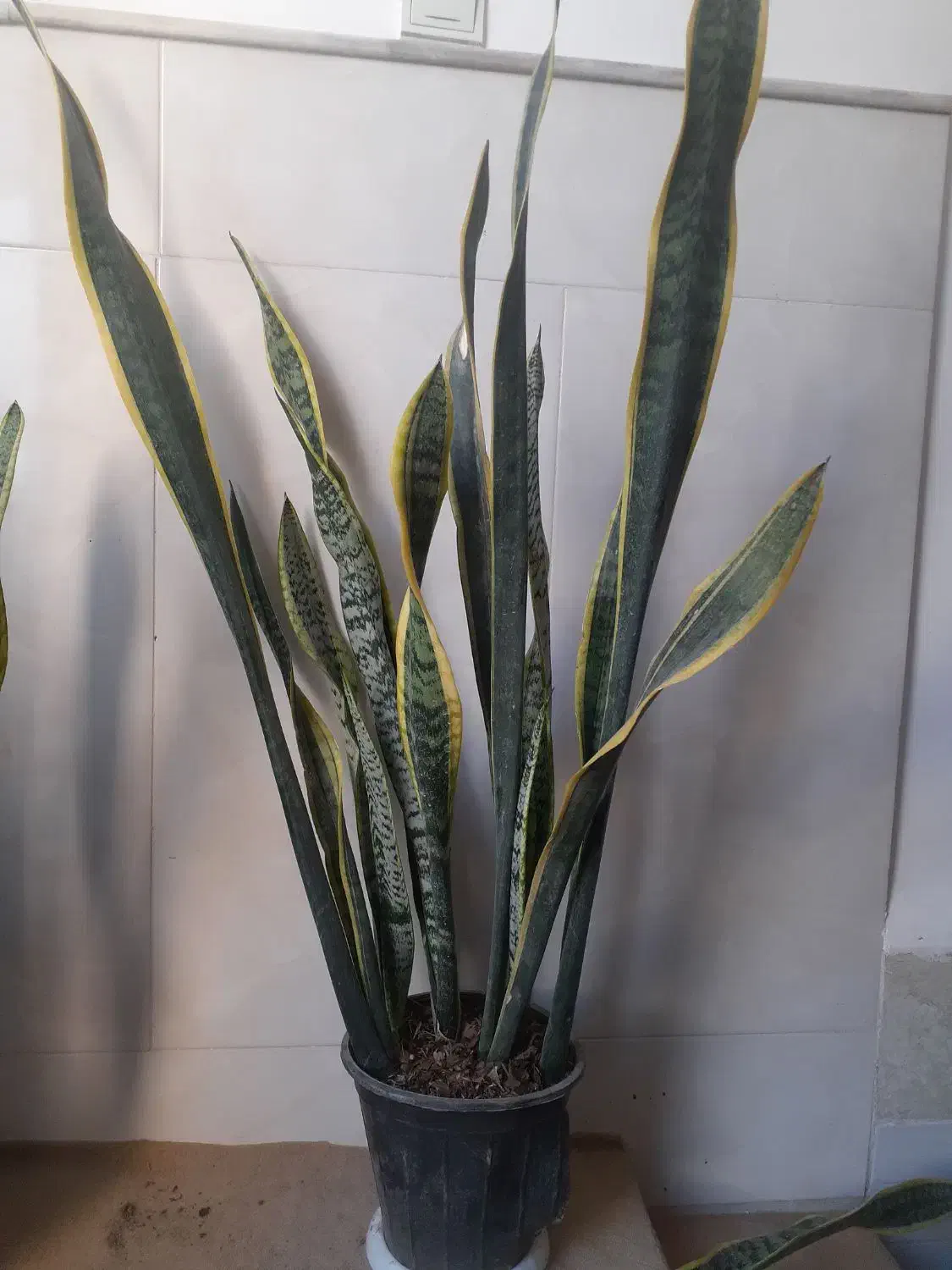 سانسوریا ابلغ|گل و گیاه طبیعی|قم, نیروگاه|دیوار