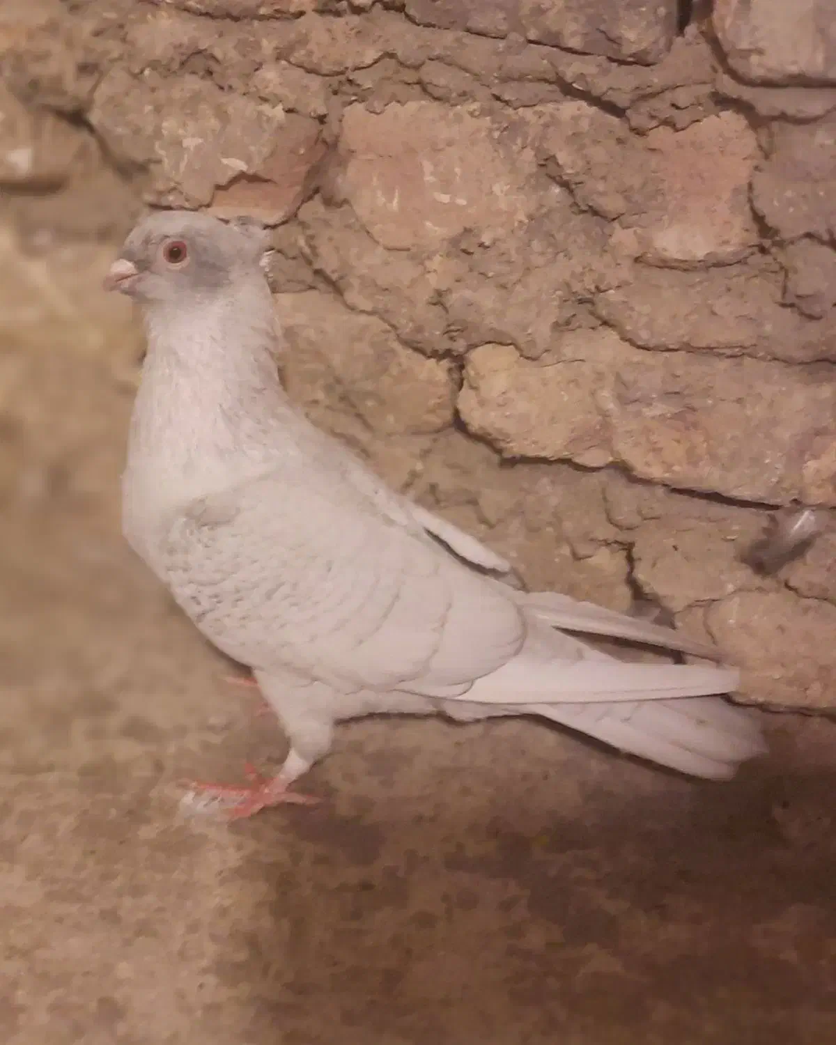 کبوتر موشی نقره ای و کله سیاه|پرنده|گنبد کاووس, |دیوار