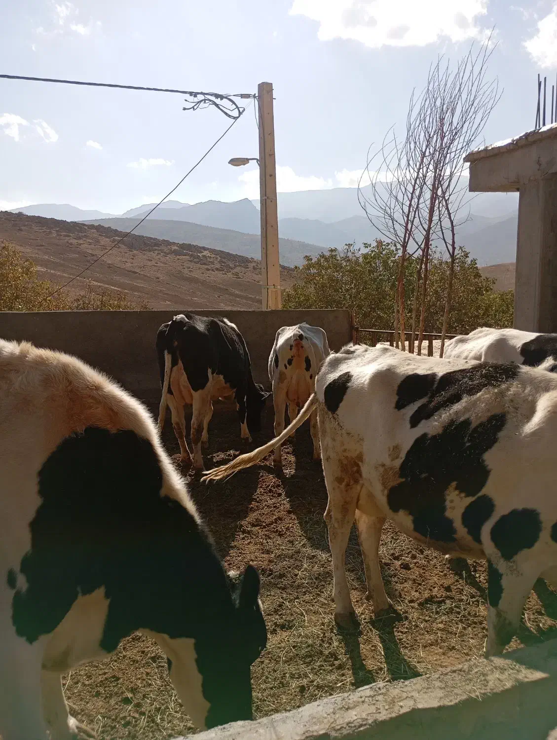 گاو شیری|حیوانات مزرعه|اردل, |دیوار