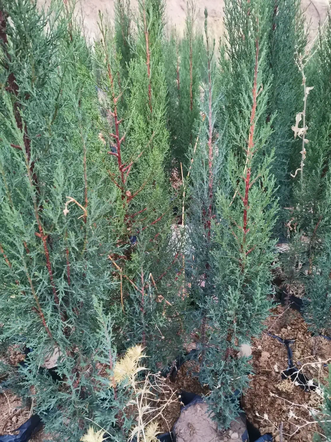 فروش سرو ناز شیراز اصلی|گل و گیاه طبیعی|شهرکرد, |دیوار