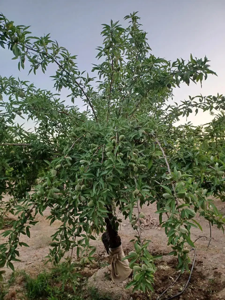 1875متر باغ بادام مامایی مثمر نزدیک پل زمانخان|فروش دفتر صنعتی، کشاورزی، تجاری|سامان, |دیوار