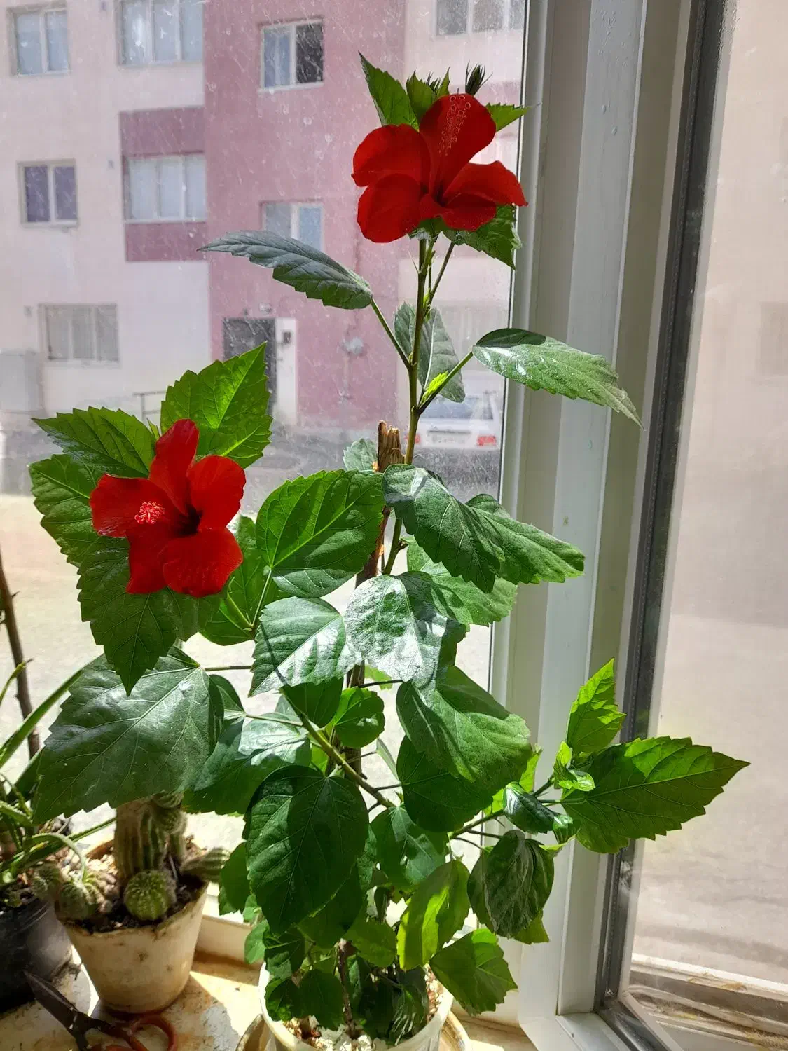 گل طبیعی شاداب|گل و گیاه طبیعی|سهند, |دیوار