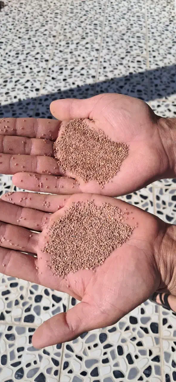 قدومه تمیز|خوردنی و آشامیدنی|مرودشت, مجد آباد|دیوار