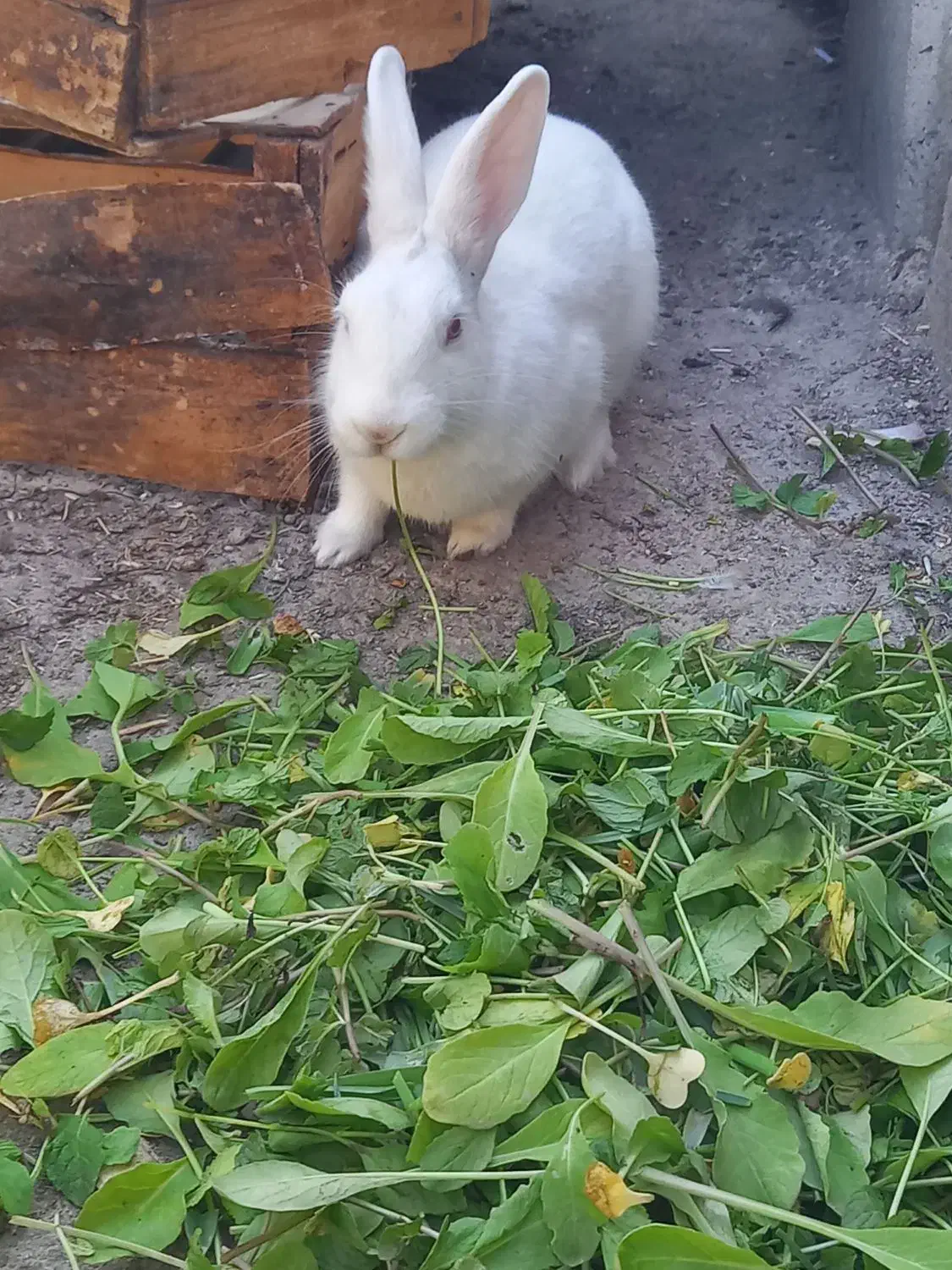 خرگوش|موش و خرگوش|ایذه, |دیوار