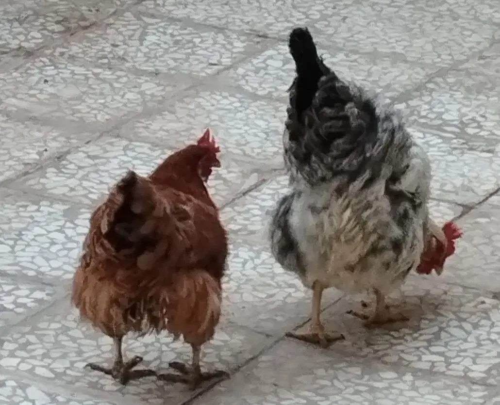 دو عدد مرغ تخمگذار|حیوانات مزرعه|قم, دورشهر|دیوار