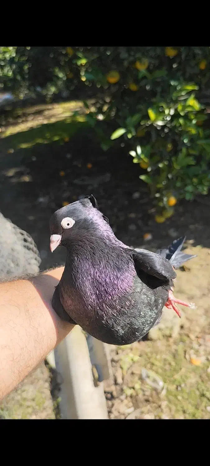 کبوتر زاغ آبادانی|پرنده|تهران, بوستان سرخه حصار|دیوار