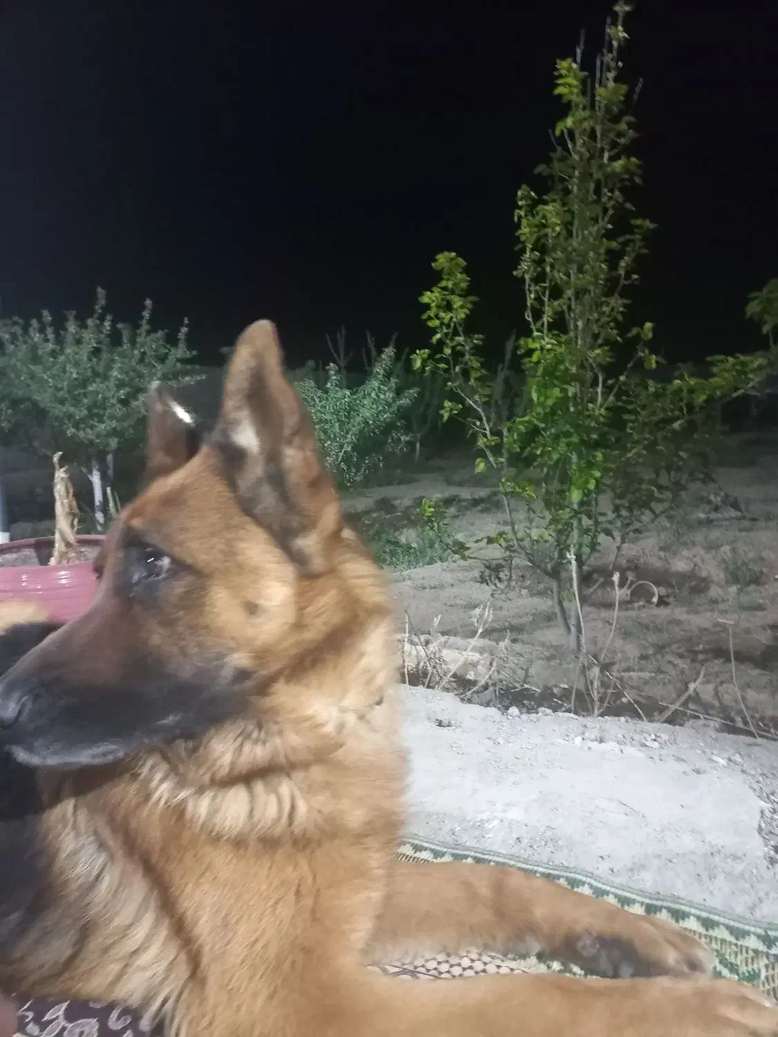 واگذاری سگ ژرمن|سگ|شاهینشهر, برخوار غرب|دیوار