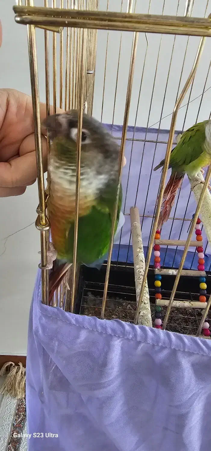 طوطی گرینچیک|پرنده|تهران, مشیریه|دیوار