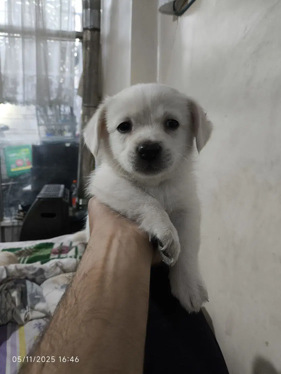 توله پامر شیتزو|سگ|اصفهان, مهدیه|دیوار