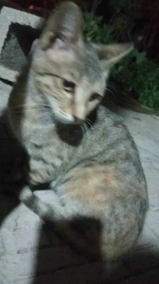 گربه|گربه|یاسوج, |دیوار