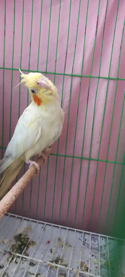 عروس هلندی نر وماده با قفس و لانه۸۰۰۰۰۰ تومان|پرنده|رشت, سلیمانداراب|دیوار