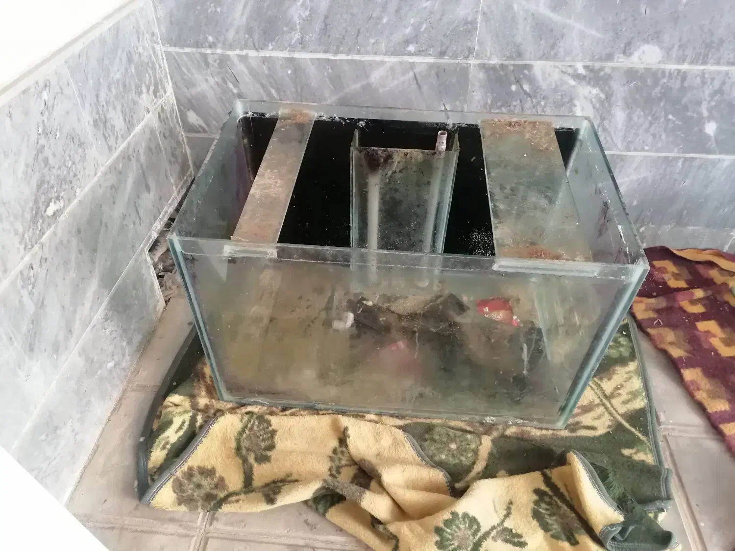 آکواریوم بزرگ با شیشه 10 میل|ماهی|قم, باجک دو|دیوار