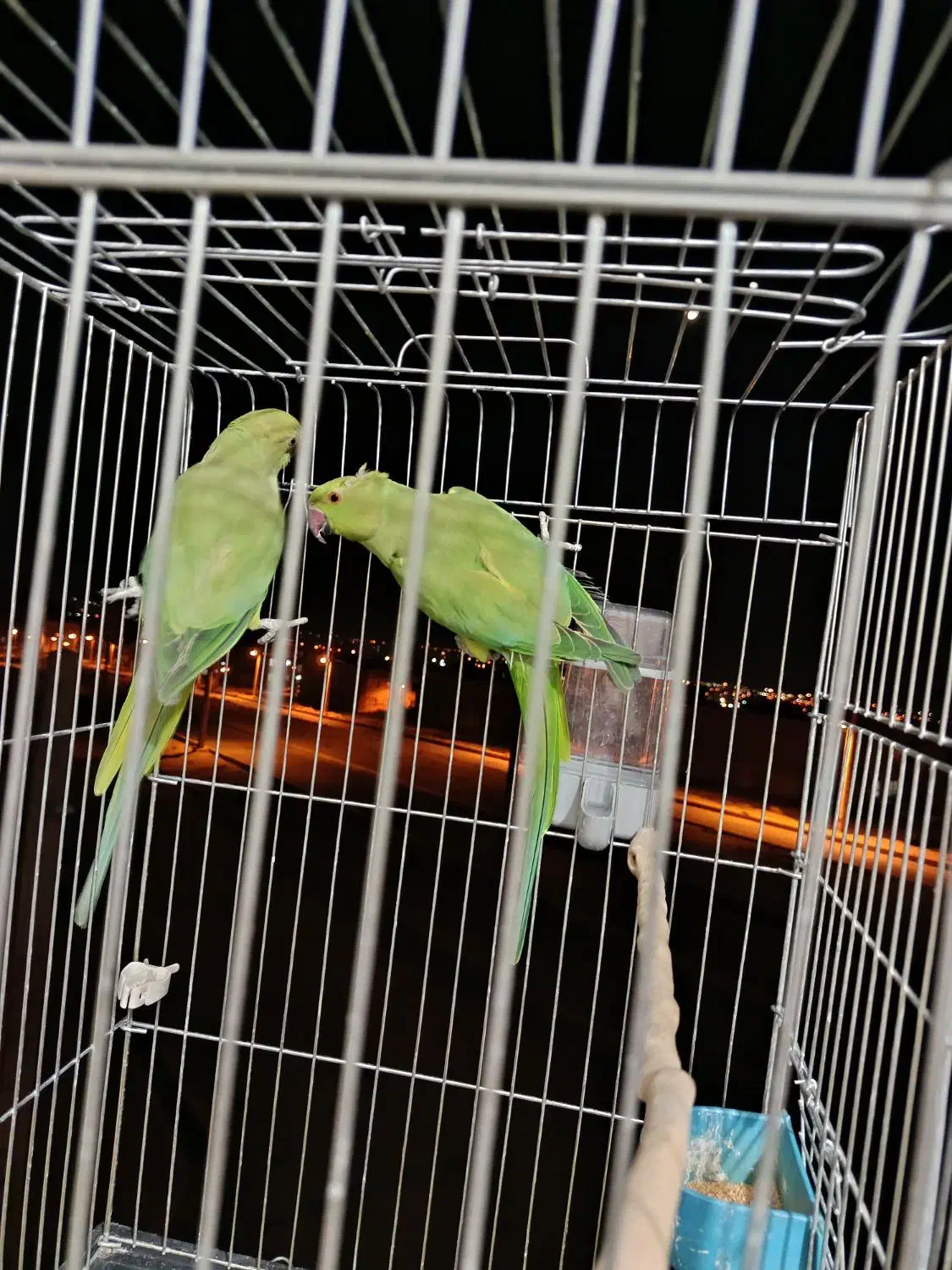 شاه طوطی|پرنده|شاهرود, |دیوار