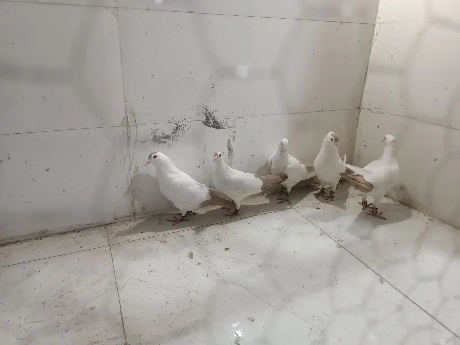 دوجفت دم زرد کرمونی اصیل عطیغه|پرنده|بندرعباس, |دیوار